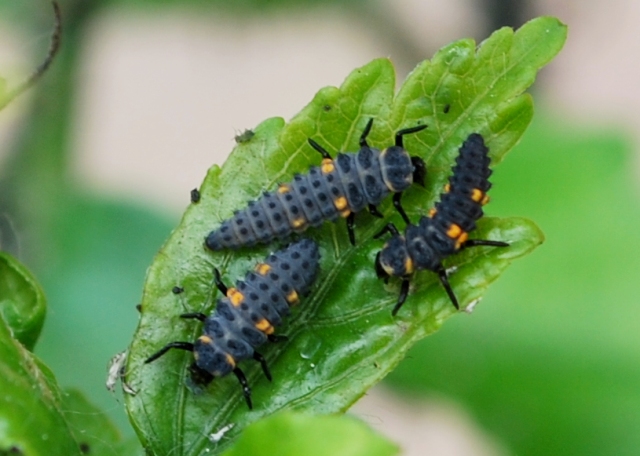 ospiti delle larva di coccinella